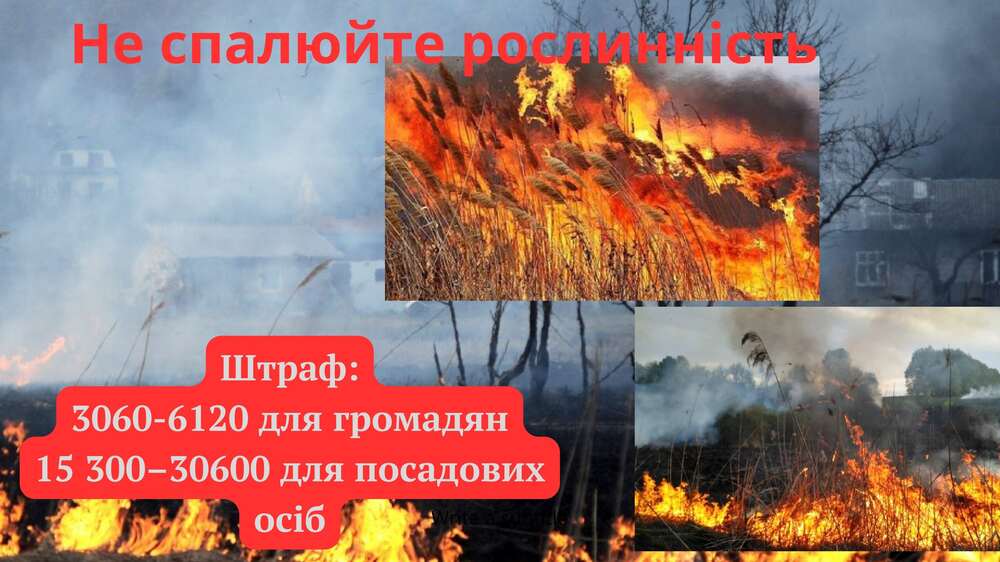 Листівка суха трава 1